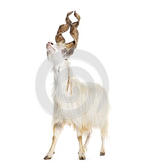 Male Girgentana goat, sicilian breed, isolated on white