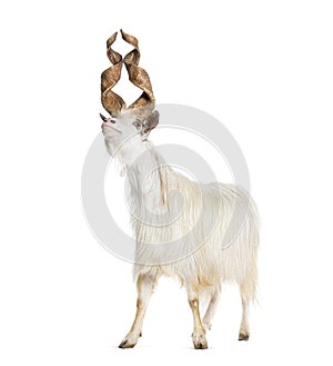 Male Girgentana goat, sicilian breed, isolated on white