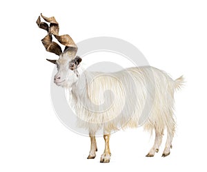 Male Girgentana goat, sicilian breed, isolated on white