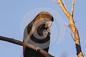A Male Glossy black cockatoo feeding on allocasuarina diminuta