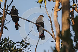 A Male Glossy black cockatoo feeding on allocasuarina diminuta
