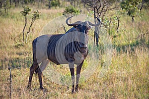 Male gnu, South Africa