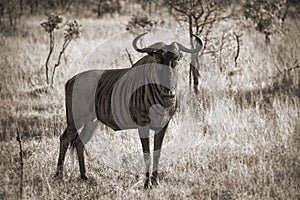 Male gnu, South Africa