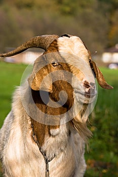 MALE GOAT