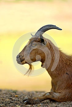 Male goat on farm