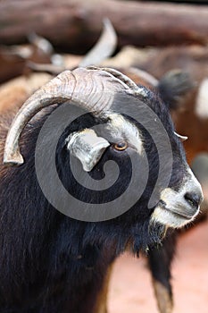 Male goat on farm