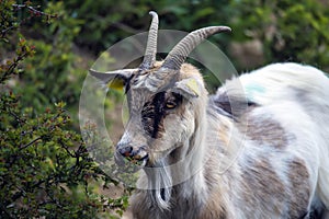 Male goat with horns on a green pasture in the hill