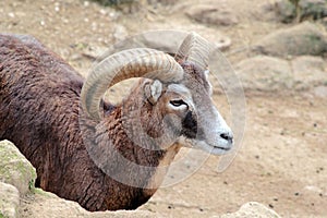Male goat of Montecristo Island (Capra aegagrus hircus) photo