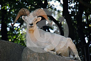 Male goat sitting on a rock looking at the camera showing off its horns