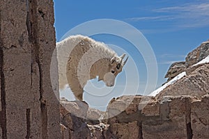 A male Goat walks around the rocks on Mt. Evans.