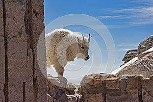 A male Goat walks around the rocks on Mt. Evans.