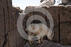 A male Goat walks around the rocks on Mt. Evans.