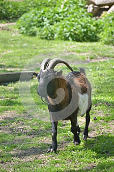 Male goat at the zoo