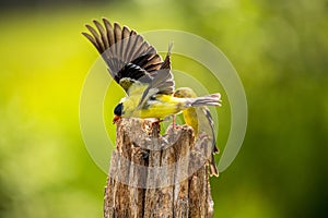 Male Gold Finch in flight in Summer