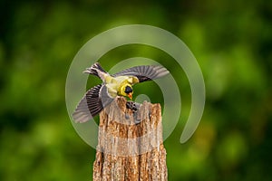 Male Gold Finch flying off