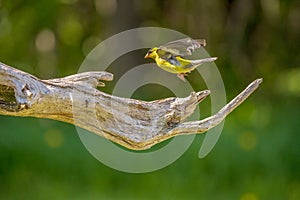 Male Gold Finch flying off a branch