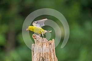 Male Gold Finch flying off a post