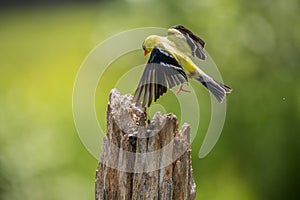 Male Gold Finch flying onto a post