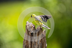 Male Gold Finch lighting on a post