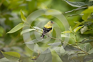 Male Gold Finch perched on a tree