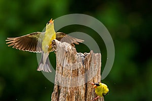 Male Gold Finches in combat on post