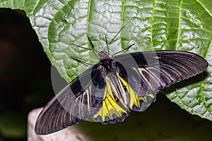 Male Golden Birdwing Troides aeacus butterfly