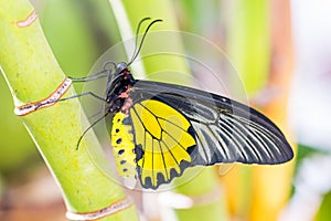 Male Golden Birdwing Troides aeacus butterfly