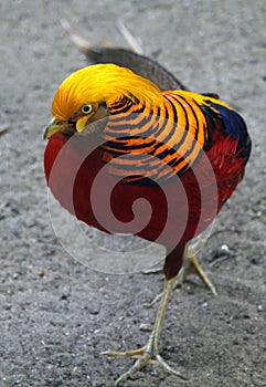 Male Golden or Chinese pheasant Chrysolophus pictus