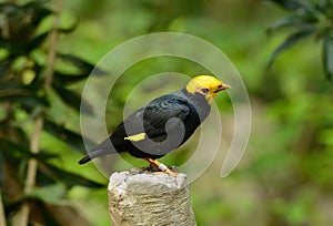 Male Golden-crested Myna (Ampeliceps coronatus)