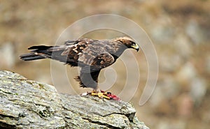 Male golden eagle in its usual host