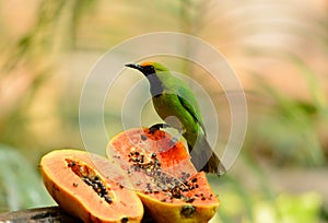 Male Golden-fronted Leafbird (Chloropsis aurifrons)