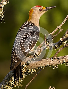 Male golden-fronted woodpecker