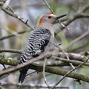 Male Golden-fronted Woodpecker in a Tree