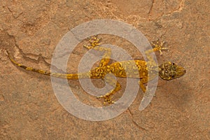 Male golden gecko, Calodactylodes aureus. Visakhapatnam