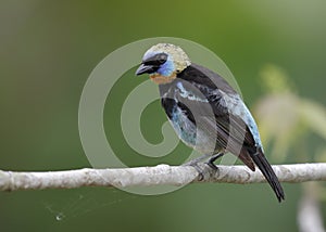 Male Golden-hooded Tanager - Panama