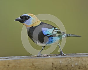 Male golden-hooded tanager Stilpnia larvata, Costa Rica