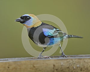 Male golden-hooded tanager Stilpnia larvata, Costa Rica photo