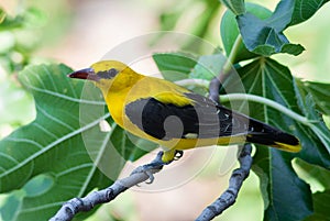 Male golden oriole on a fig tree with fruit