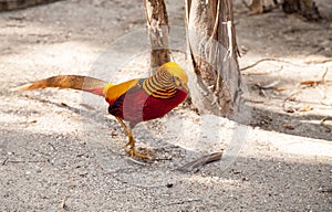 Male Golden pheasant also called the Chinese pheasant or chrysolophus pictus
