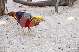 Male Golden pheasant also called the Chinese pheasant or chrysolophus pictus