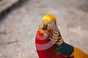 Male Golden pheasant also called the Chinese pheasant or chrysolophus pictus