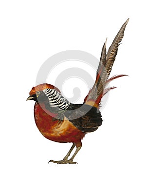 Male Golden Pheasant or 'Chinese Pheasant'