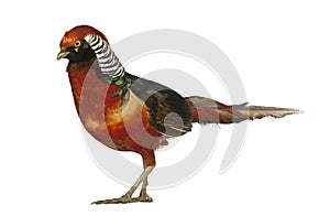 Male Golden Pheasant or 'Chinese Pheasant'