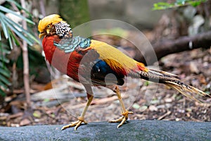 Male golden pheasant or Chinese pheasant Chrysolophus pictus