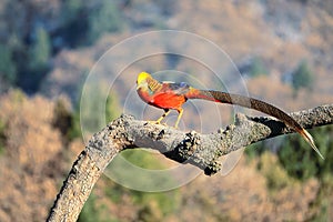 Male golden pheasant photo