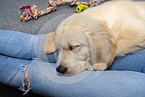 A male golden retriever puppy sleeps on the legs of a woman who sits on a couch in the living room of the house.