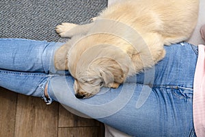 A male golden retriever puppy sleeps on the legs of a woman who sits on a couch in the living room of the house.