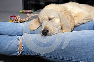 A male golden retriever puppy sleeps on the legs of a woman who sits on a couch in the living room of the house.