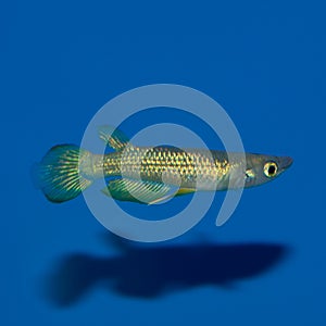 Male Golden Wonder Killifish