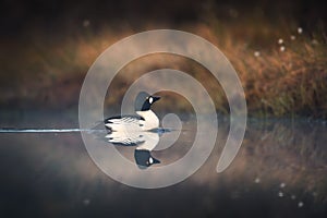 Male goldeneye on an early morning